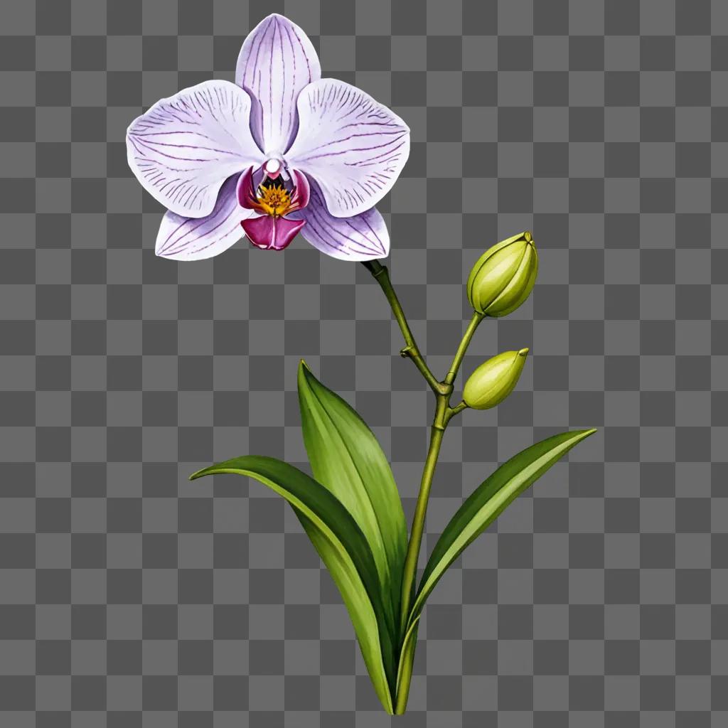 A drawing of a purple orchid flower on a green background