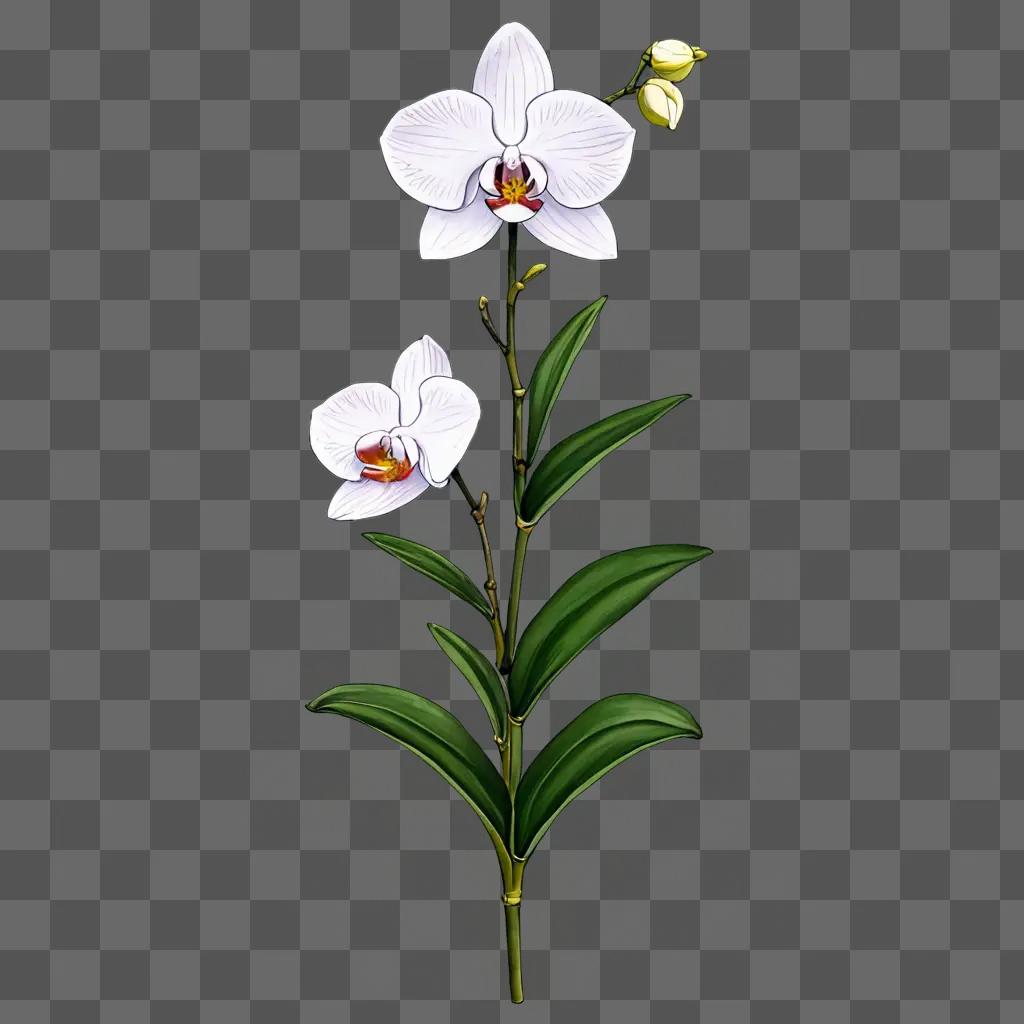 A drawing of a white orchid with green leaves