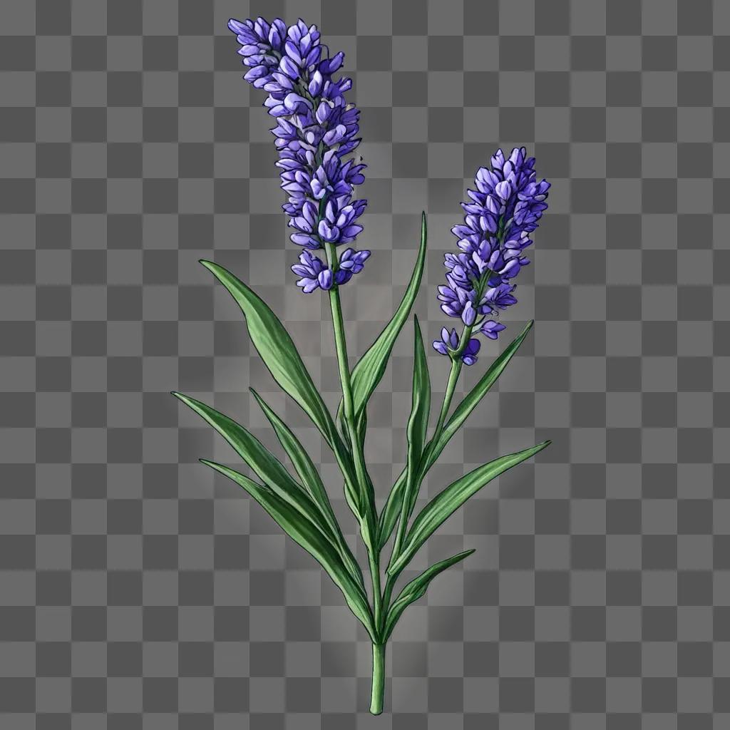 A lavender flower drawing in a blue background