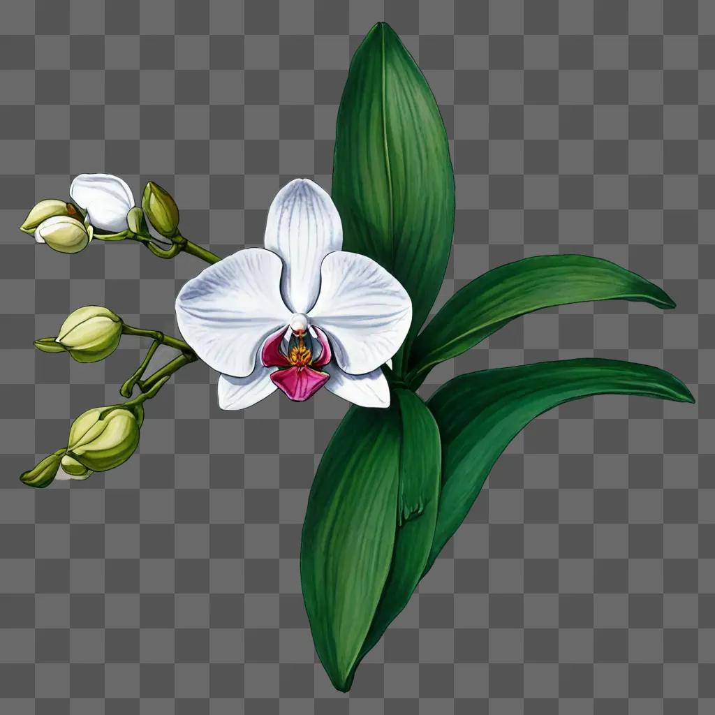 A orchid flower drawing with a green background