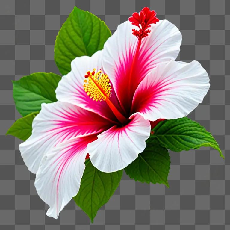 A pink and white hibiscus clipart flower