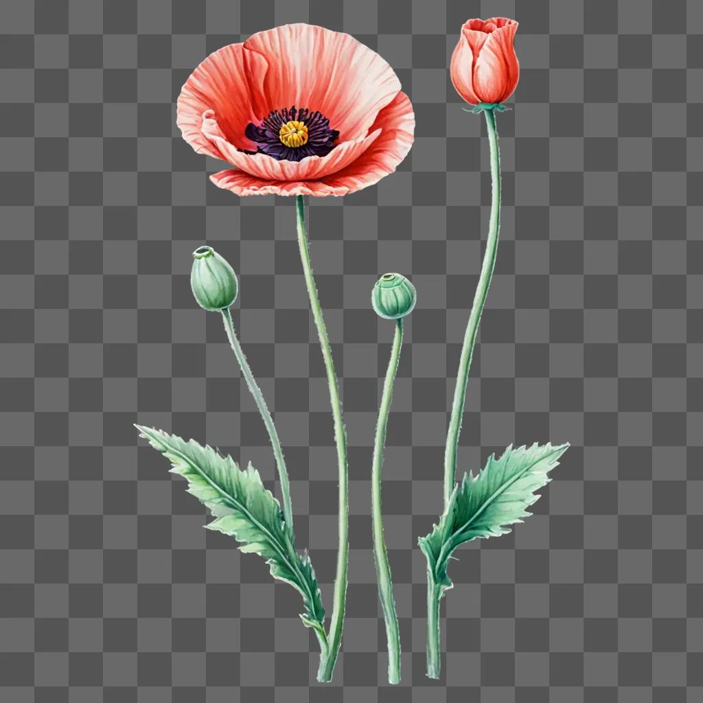 A poppy flower drawing with green leaves