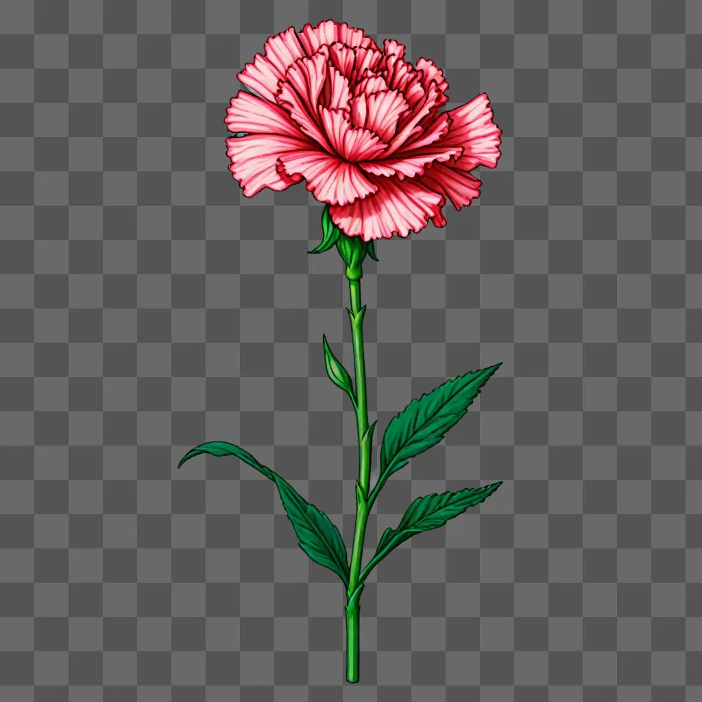 A red carnation flower drawing on a dark background