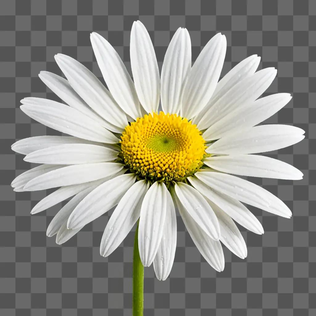 A white daisy is in the center of a drawing