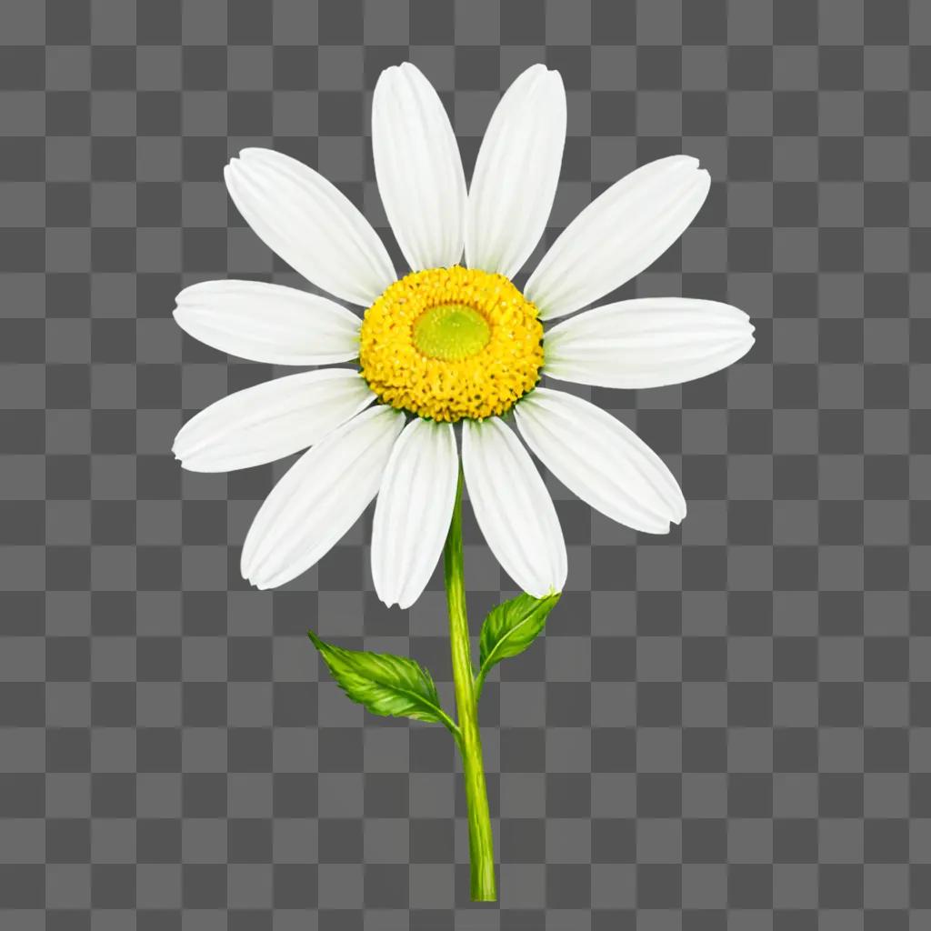 A white daisy with yellow center is drawn on a green background