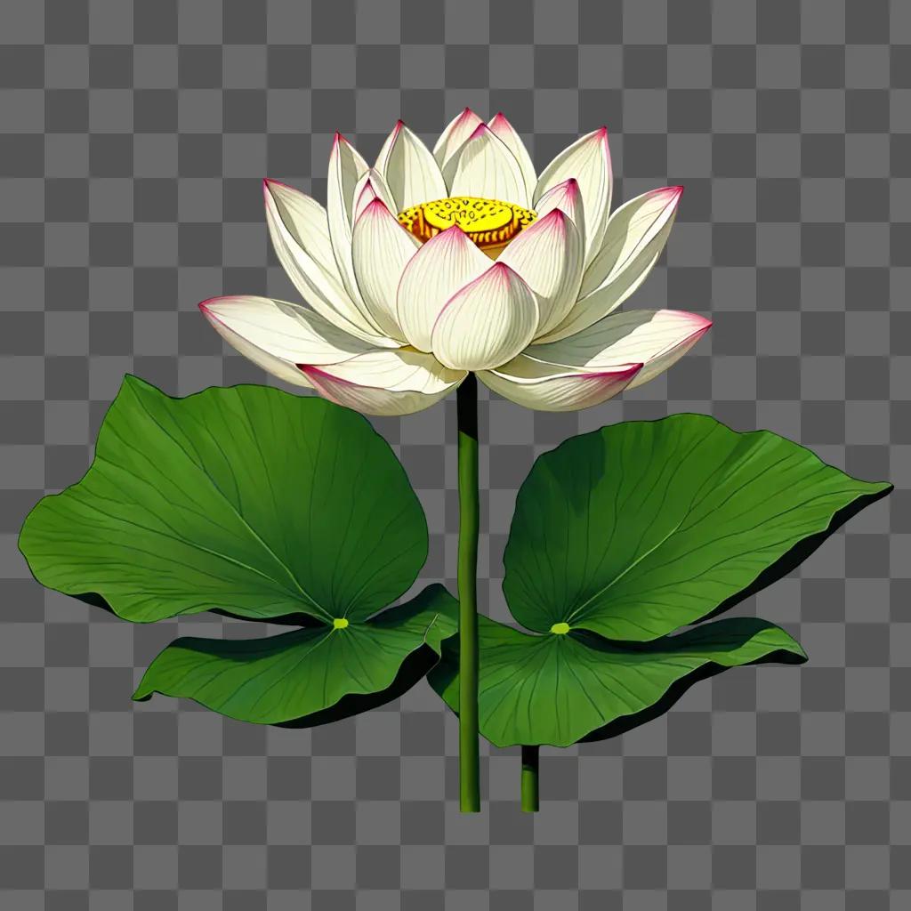 A white lotus flower with pink petals and green leaves