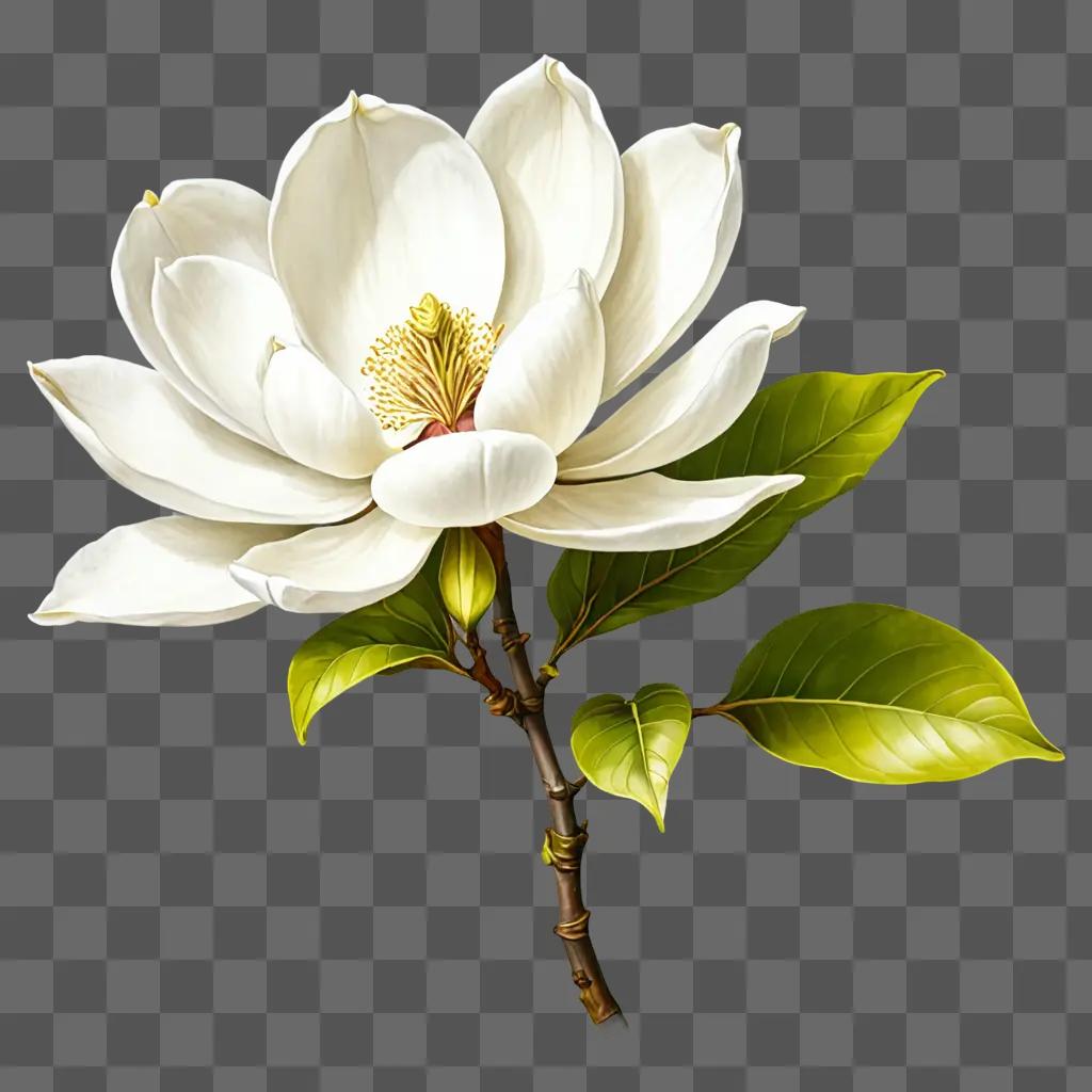 A white magnolia flower drawing on a green background