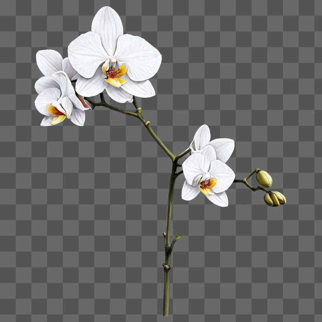 A white orchid flower drawing with yellow centers