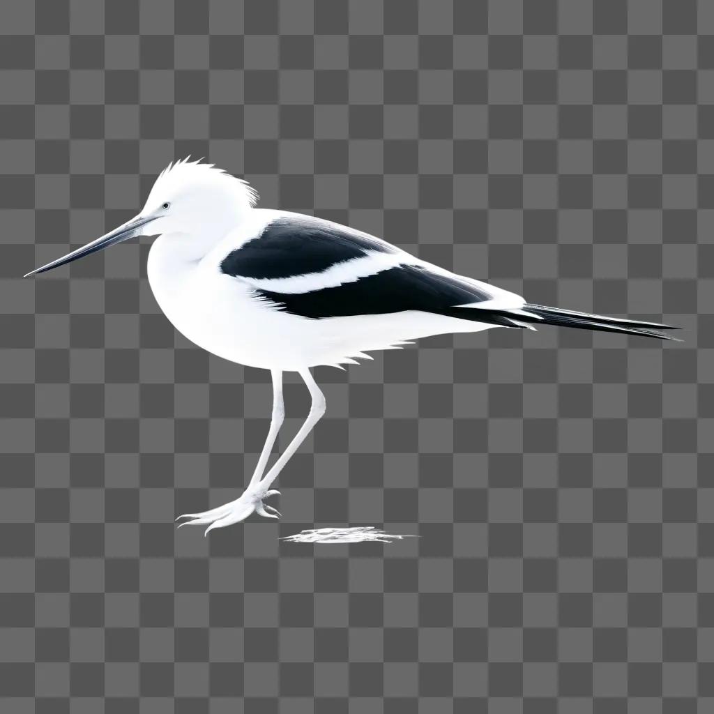 Black and white bird with long beak on gray background