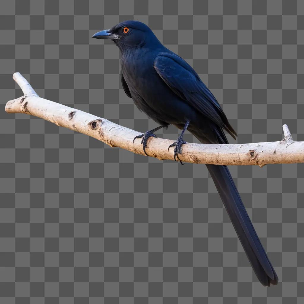 Black bird sitting on a branch