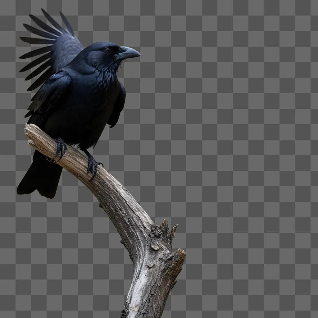 Black bird spreads wings on branch