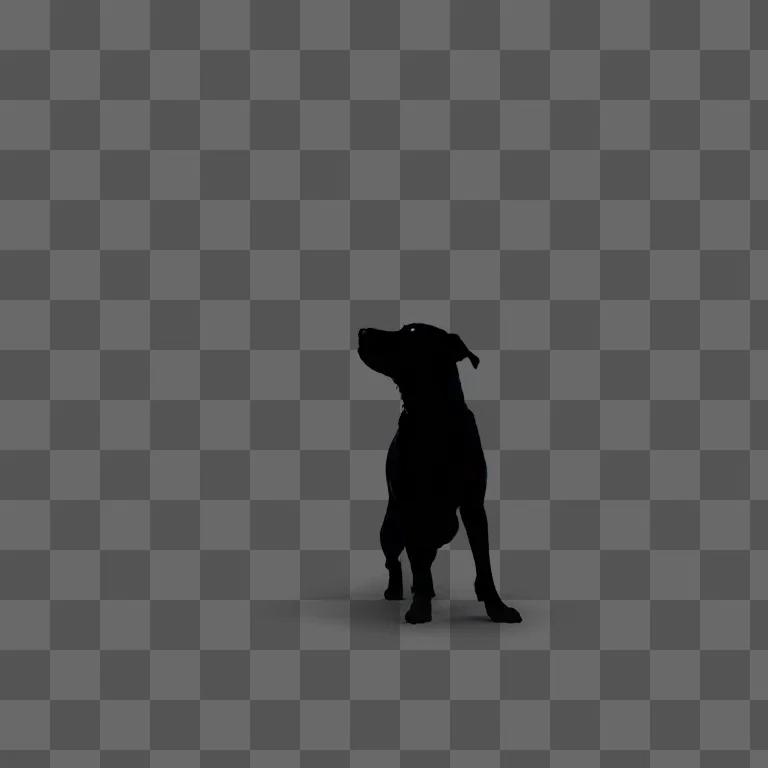 Black dog silhouette in dark scene