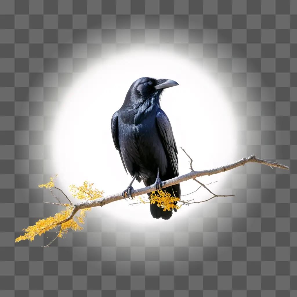 Black raven perches on branch of flowering tree