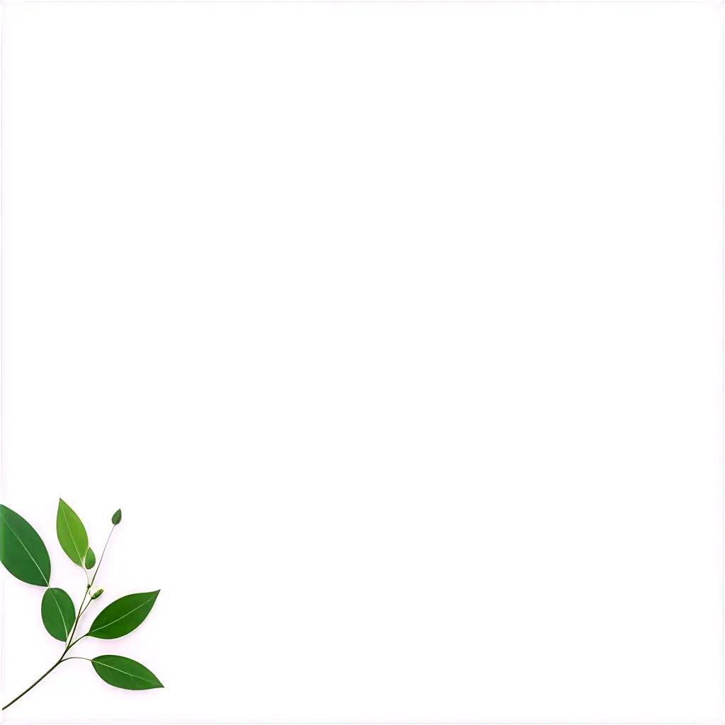 Blank white background with green leaves