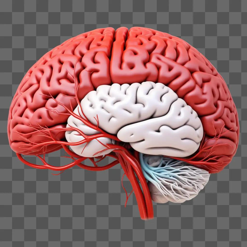 リアルな色と構造の脳の描画