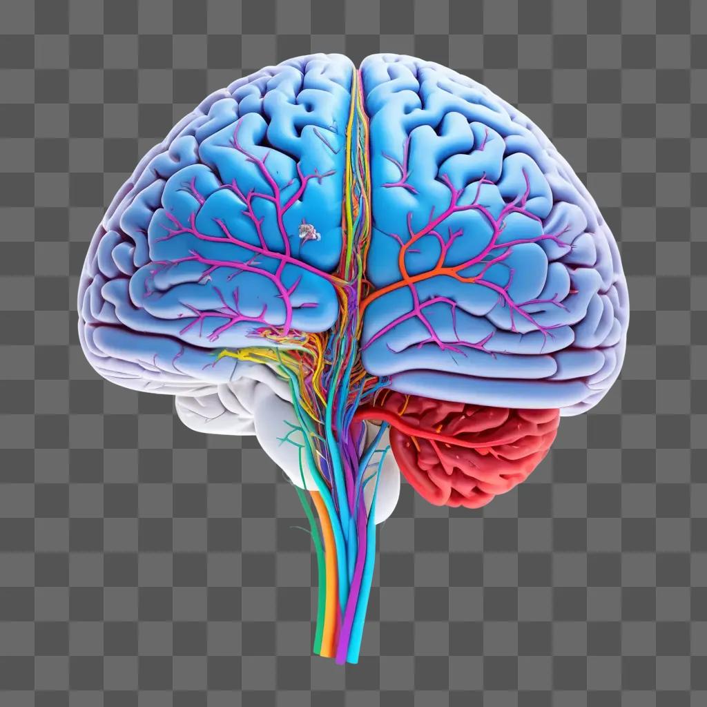 Brain drawing with red artery in the right side