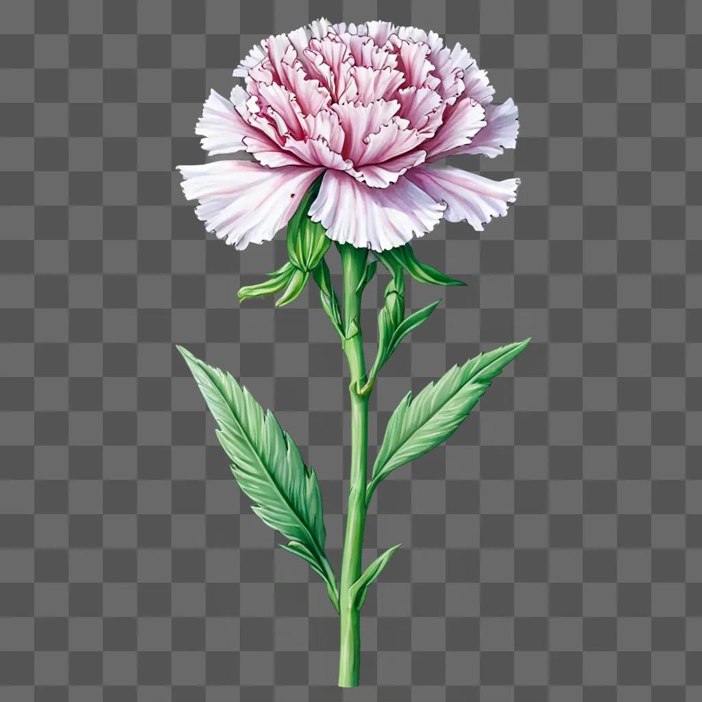 Carnation flower drawing with leaves and stem