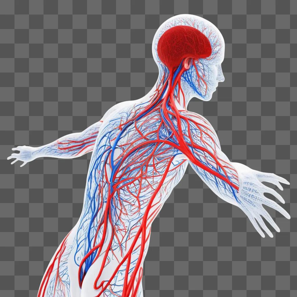 Circulatory system in a 3D model of a human body