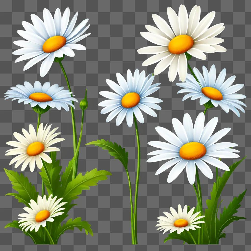 Clipart of daisy with green leaves and petals