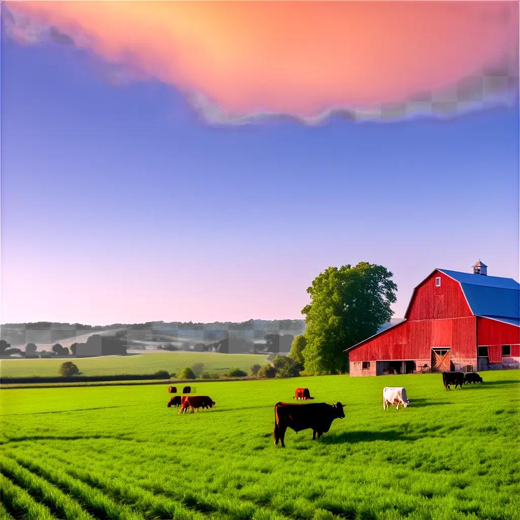 Cows graze in a field with a red barn