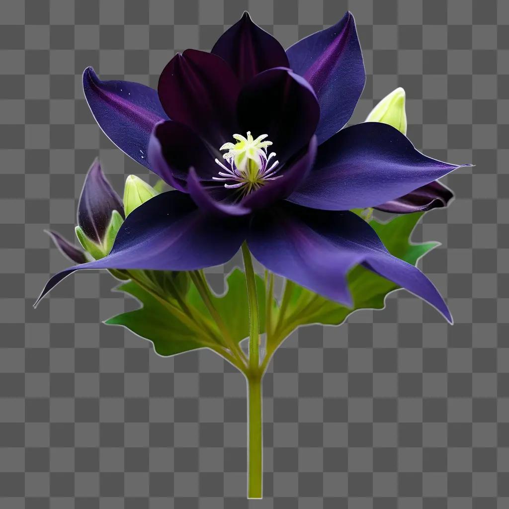 Dark purple aquilegia with green leaves and white center