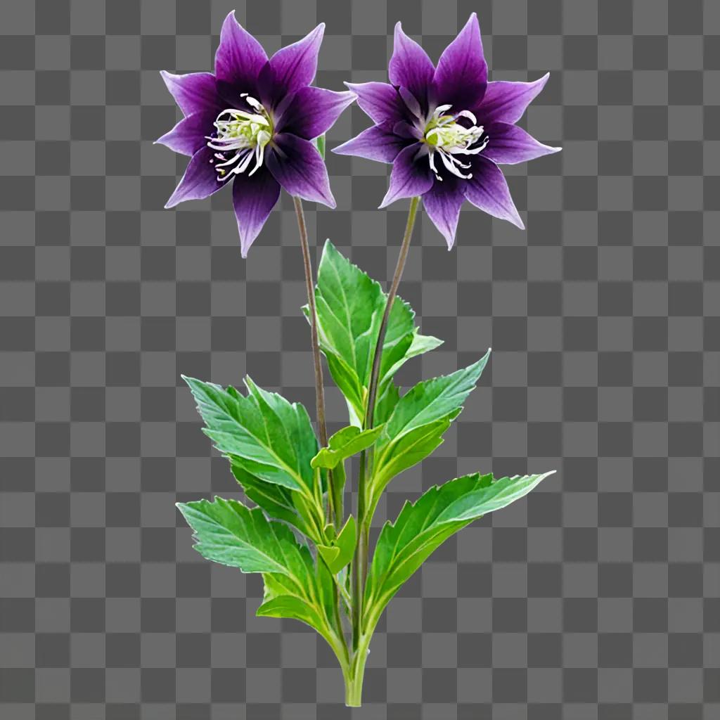 Dark purple flowers with green leaves on a green background