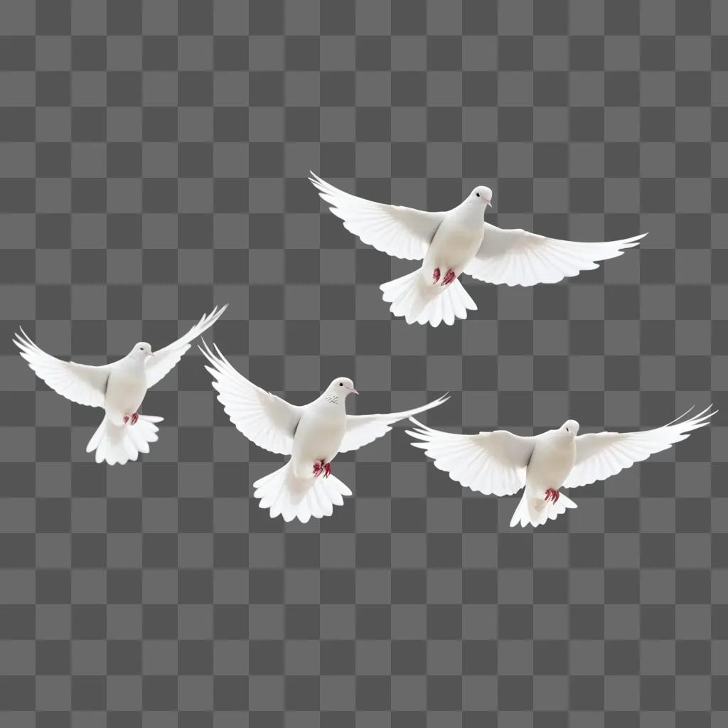 Doves fly in a white background