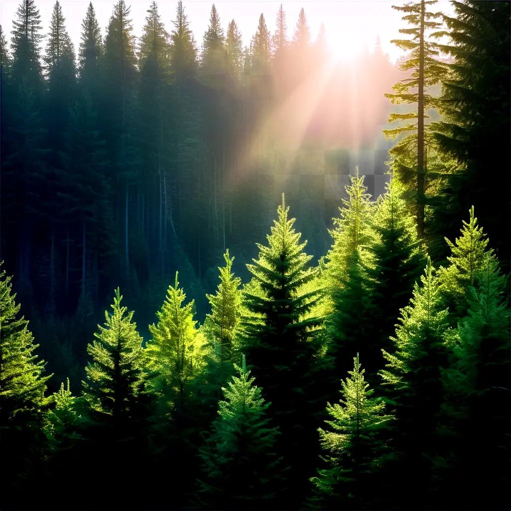 Evergreen forest bathed in sunlight