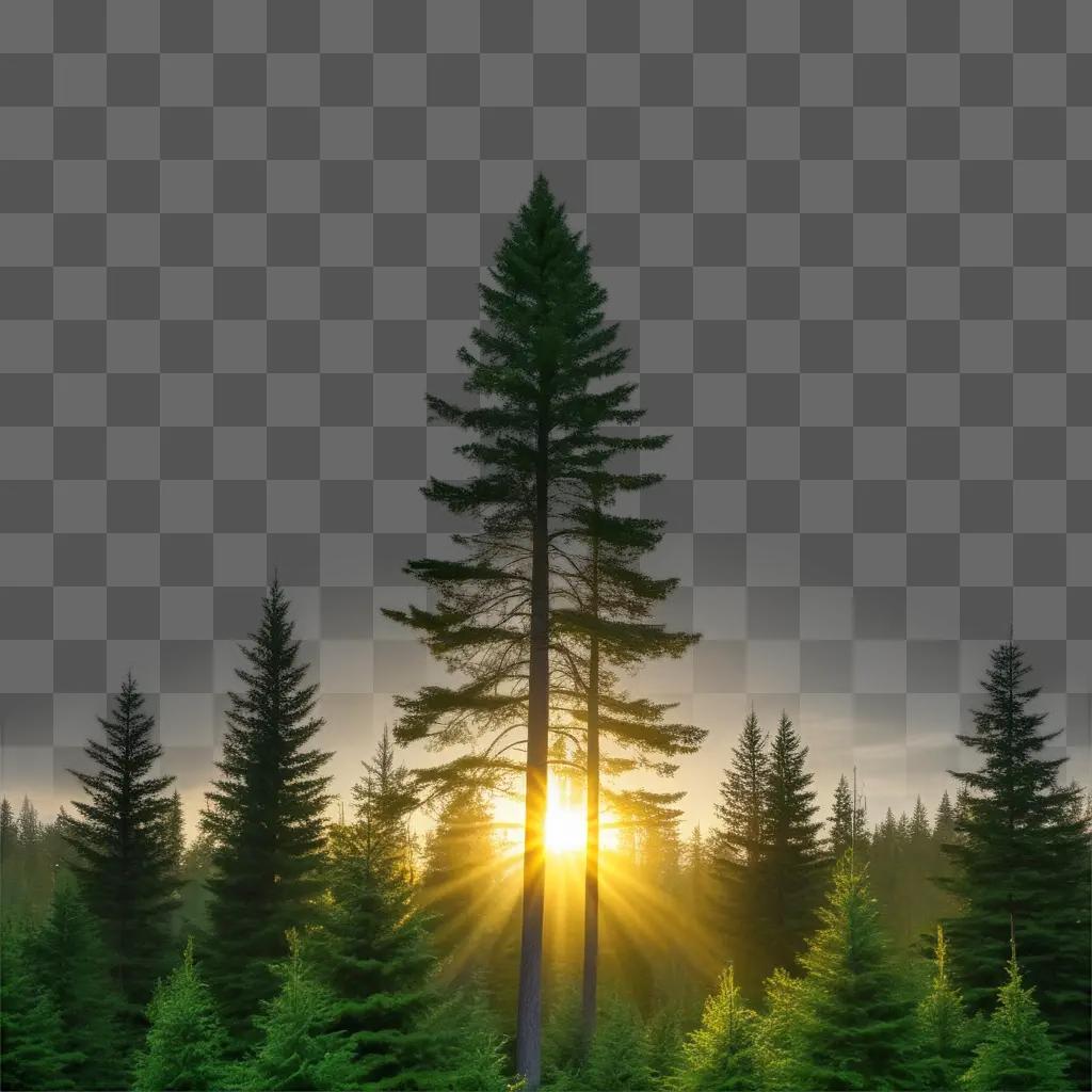 Evergreen trees at dusk with a glowing sun