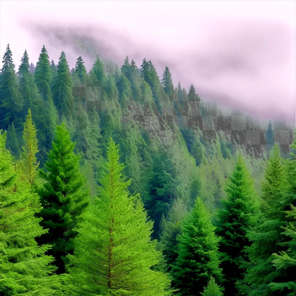 Evergreen trees in a forest under a pink sky