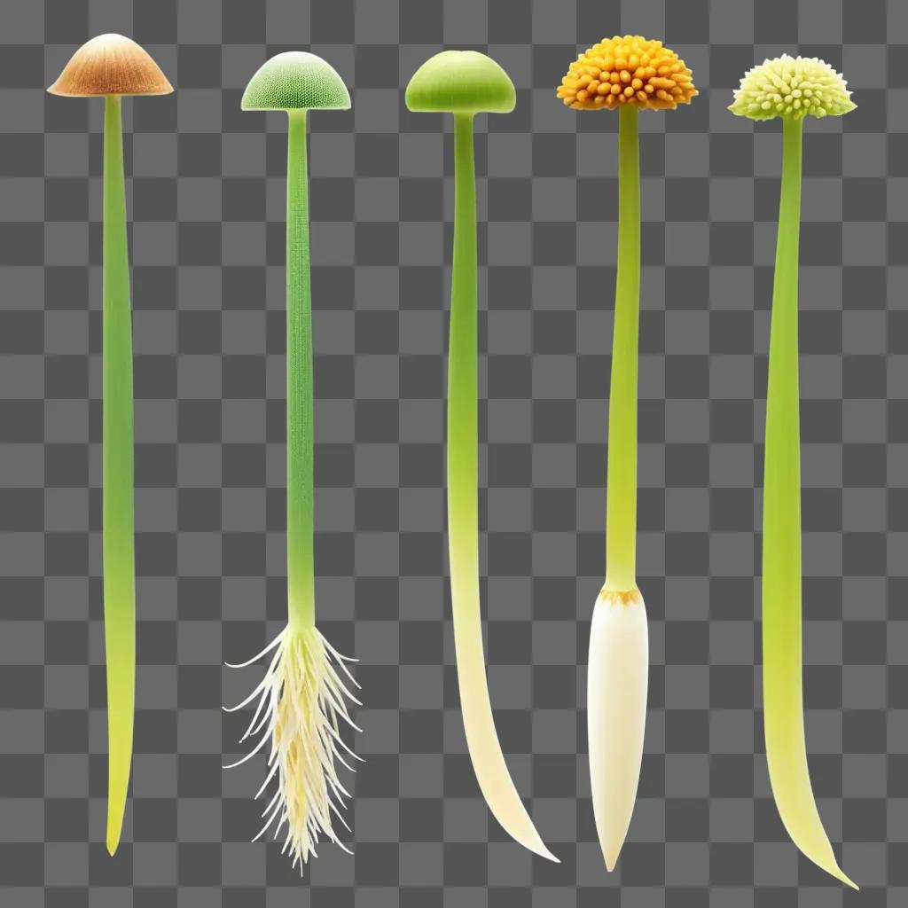 Five different types of seeds on a green background