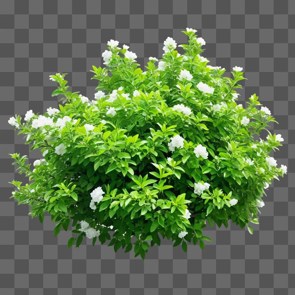 Flower bush blooming against a green background