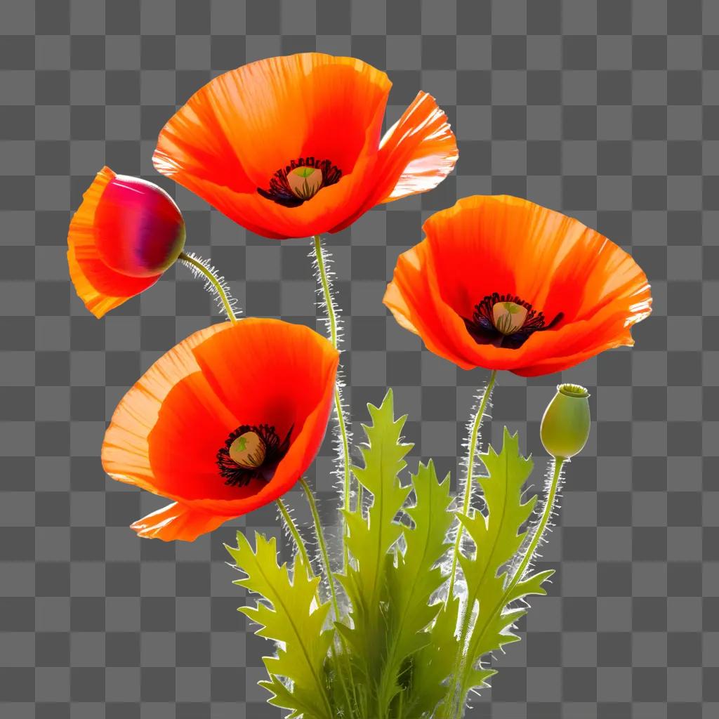 Four bright orange poppy flowers in a vase