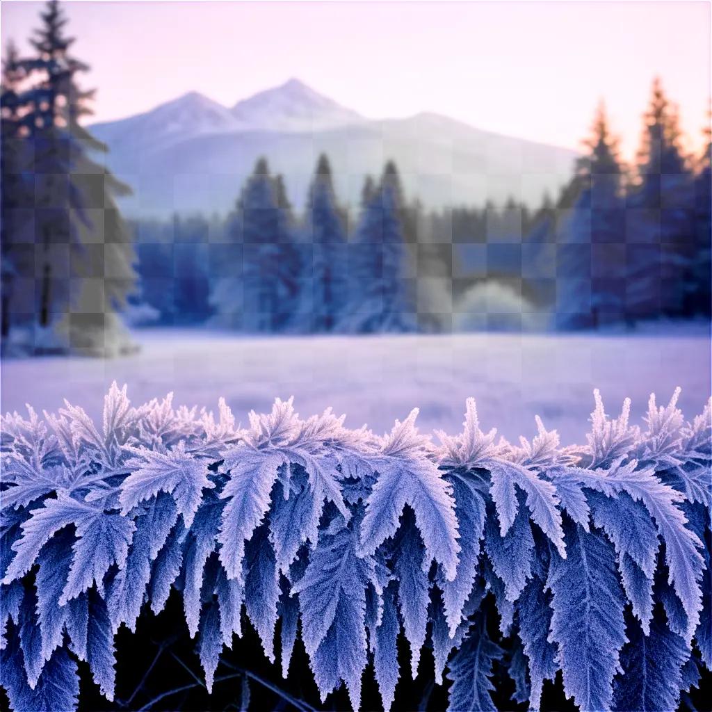 Frosty scene with trees and mountain range