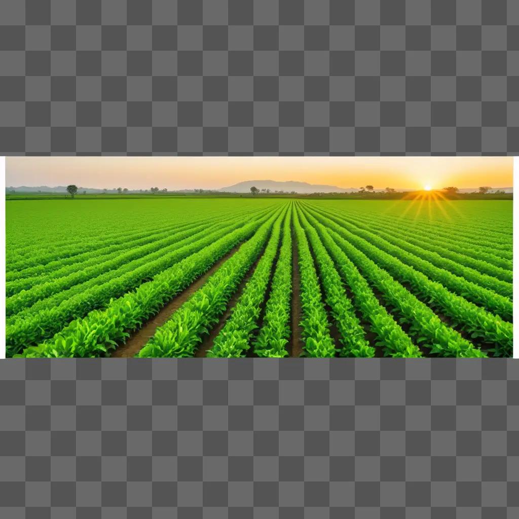 Green fields under the sun with a farm in the distance