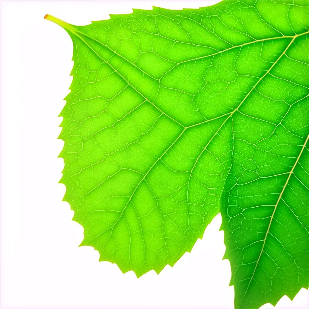 Green leaf with intricate leaf texture and white background