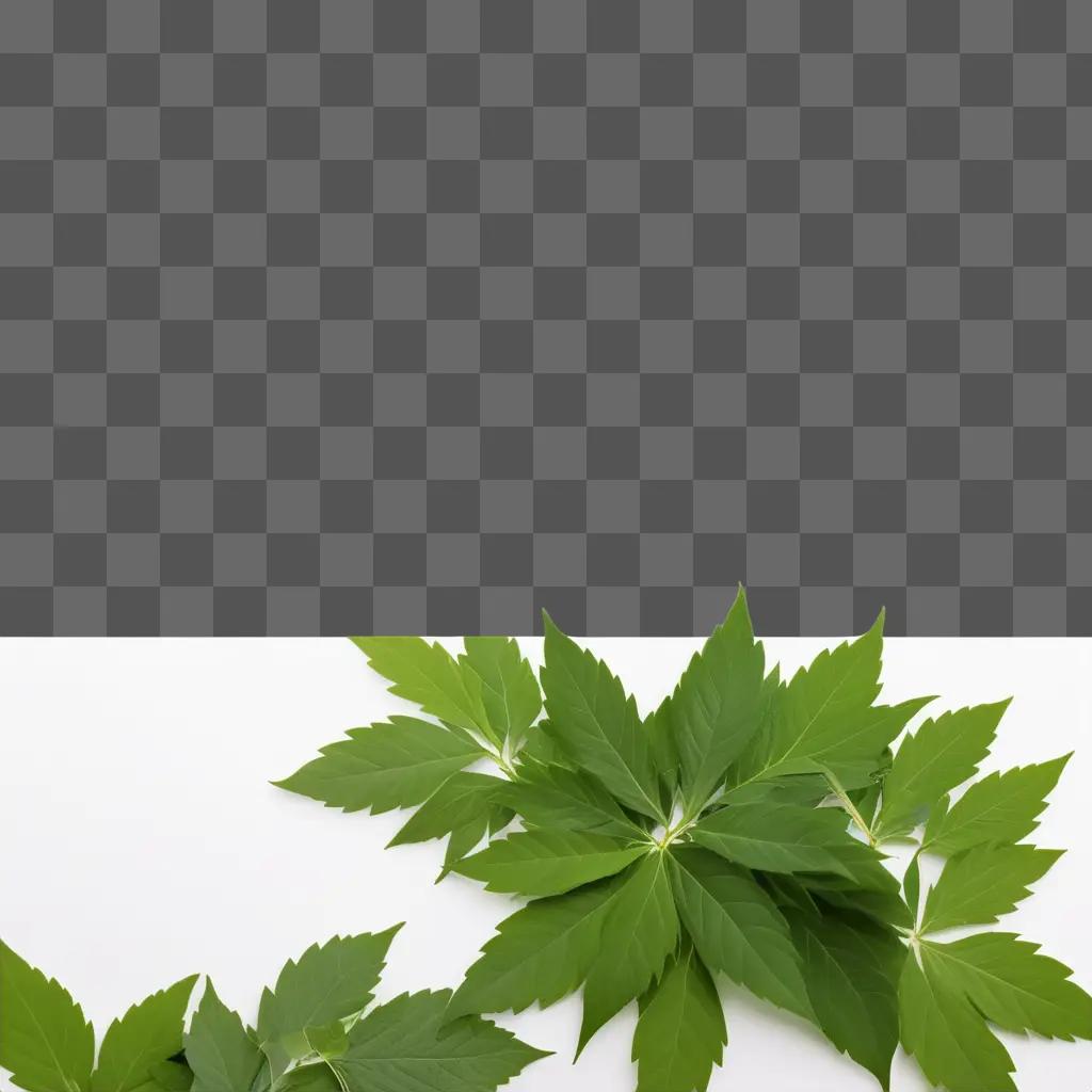 Green leaves on white surface with smoke free background