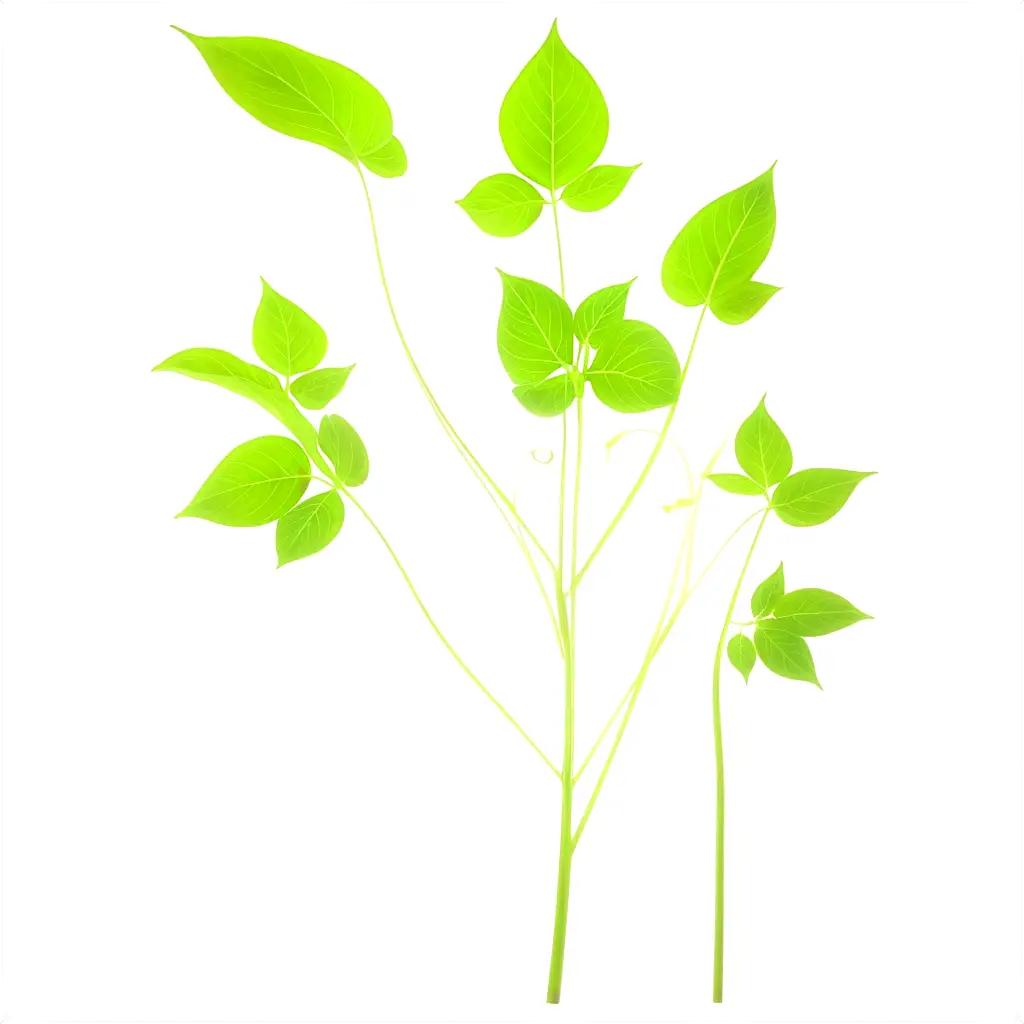 Green plant leaves on a white background