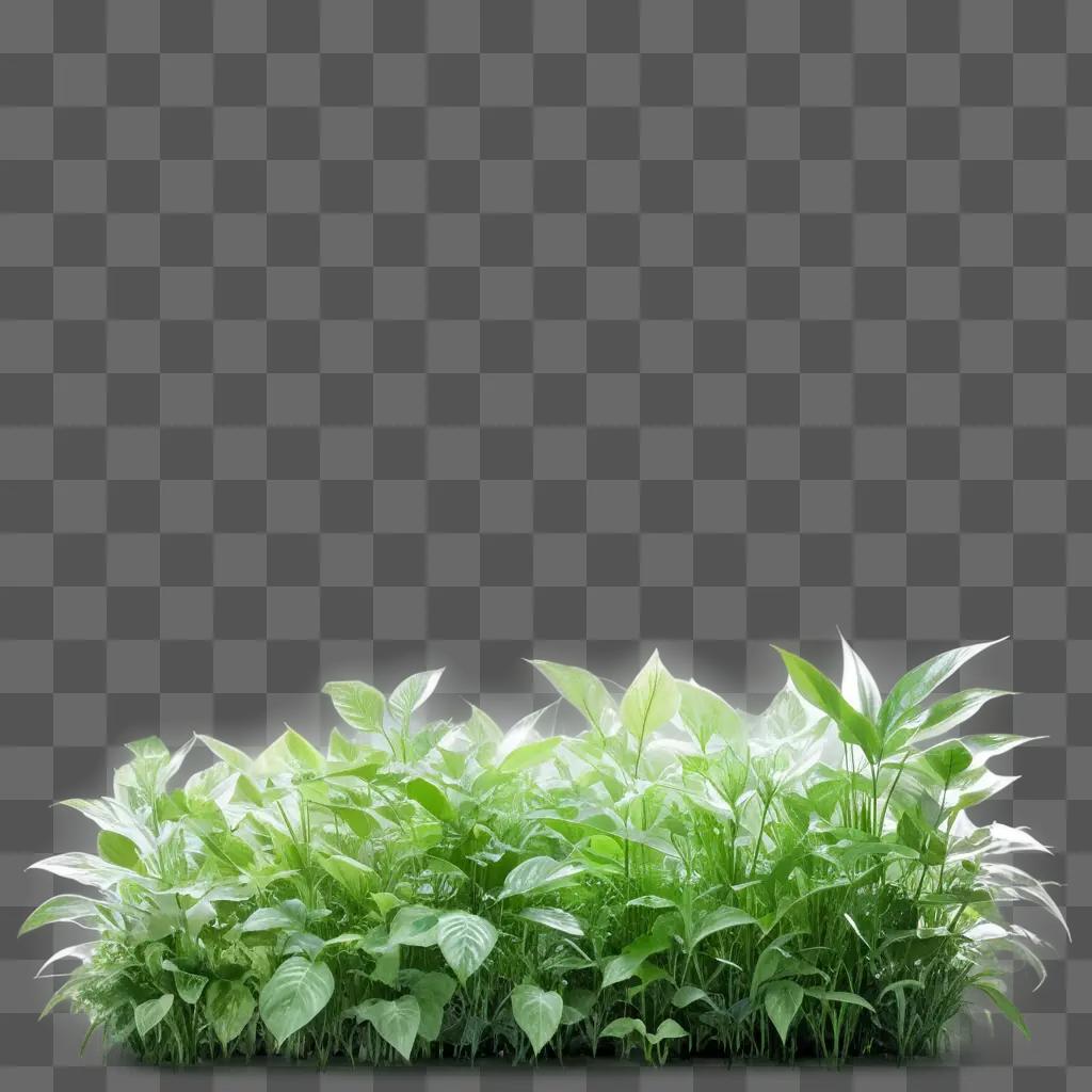 Green plants on transparent background