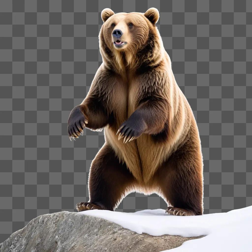 Grizzly bear standing on a rock in a snowy landscape