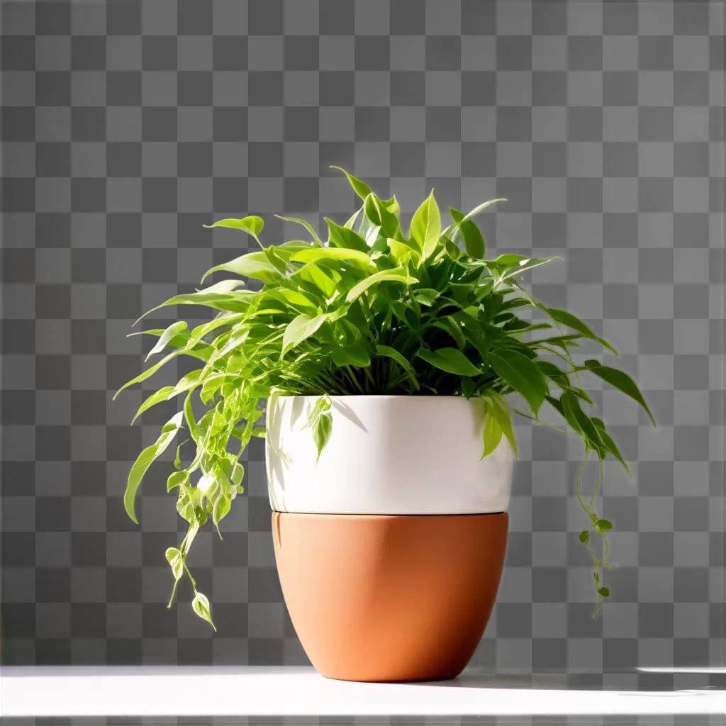 白とオレンジのプランターの屋内植物