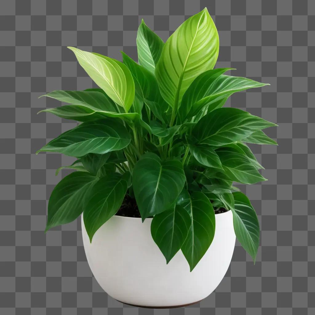 Indoor plant in a white ceramic pot