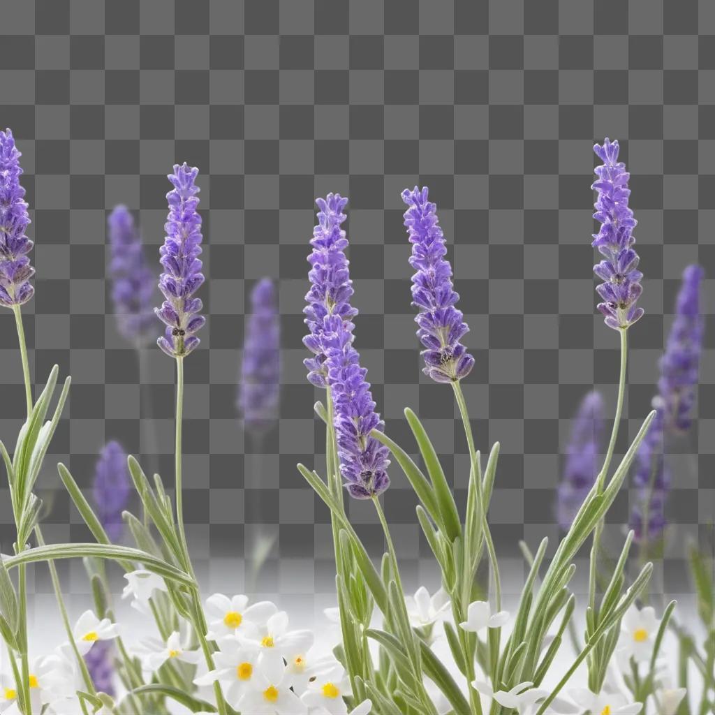 Lavender and white flowers in a field