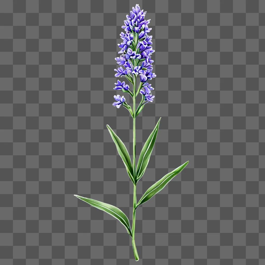 Lavender flower drawing on a green background