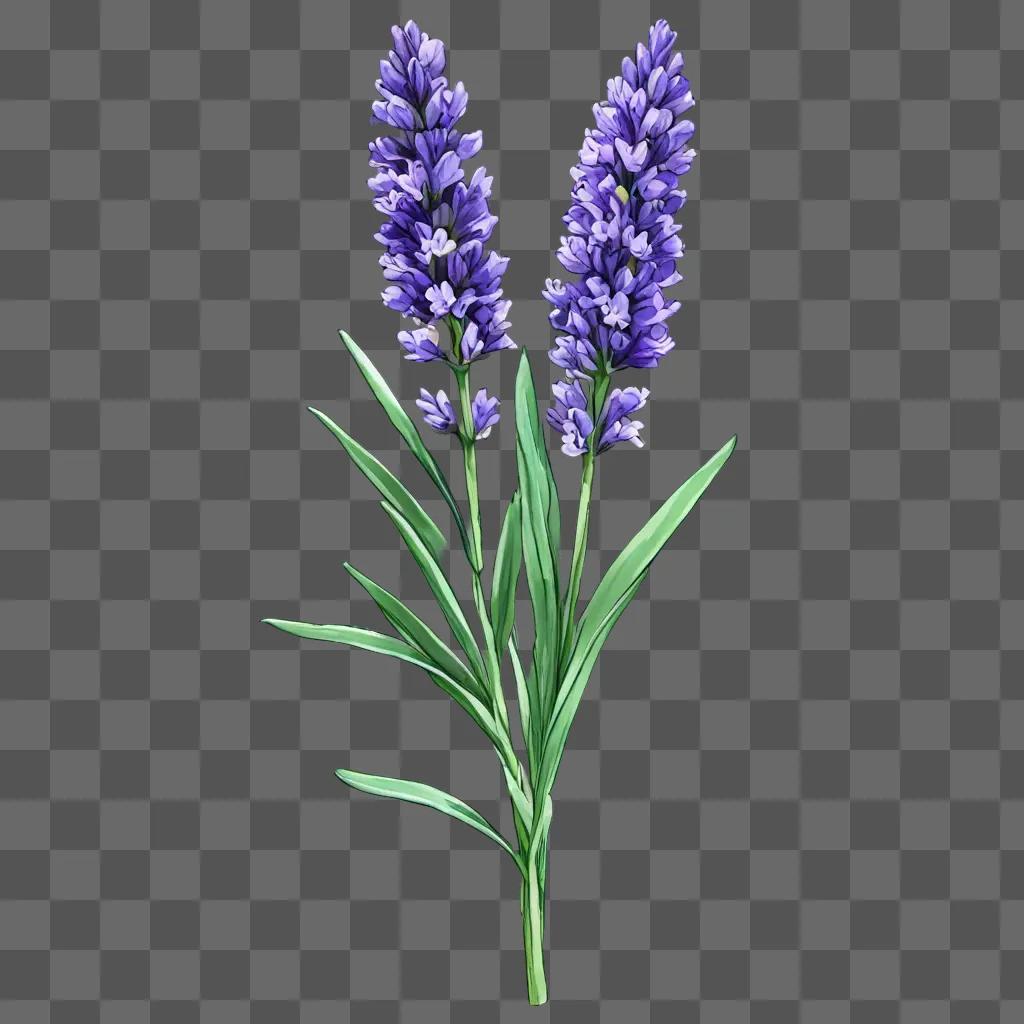 Lavender flower drawing on a green background