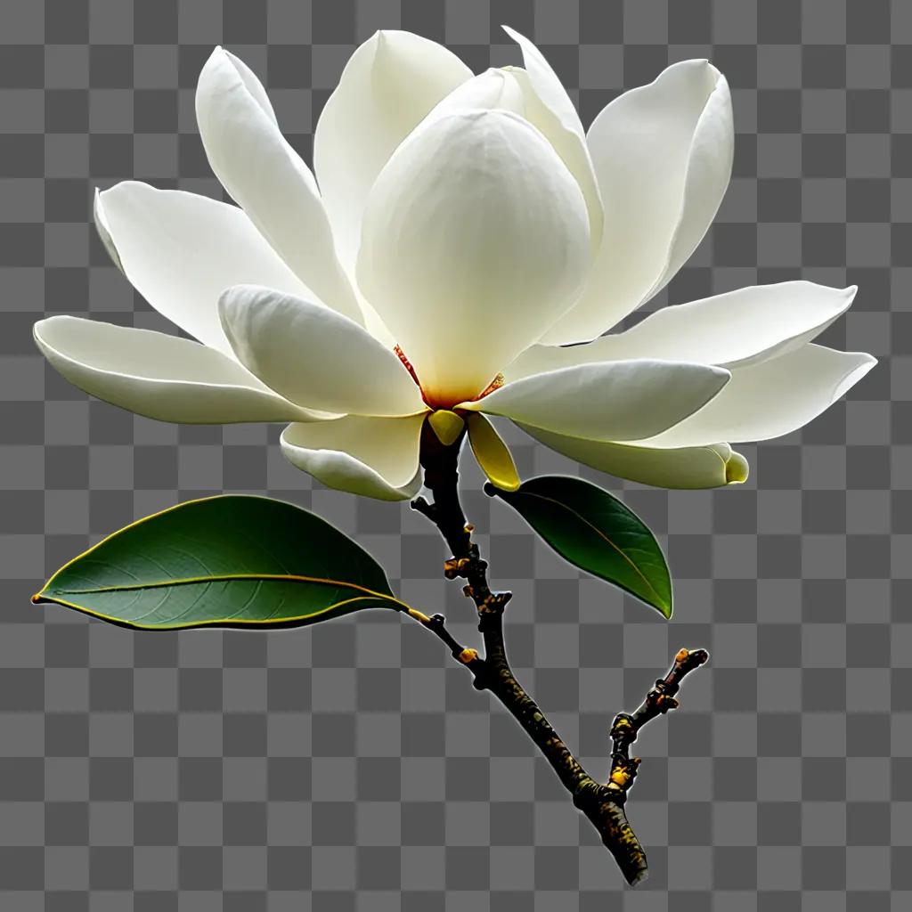 Magnolia flower drawing with a leafy branch