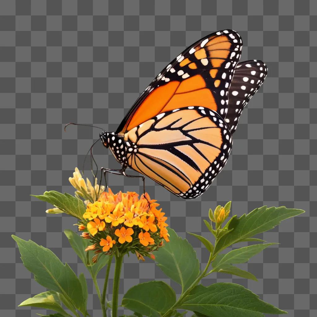 Monarch butterfly is on a flower with a green background