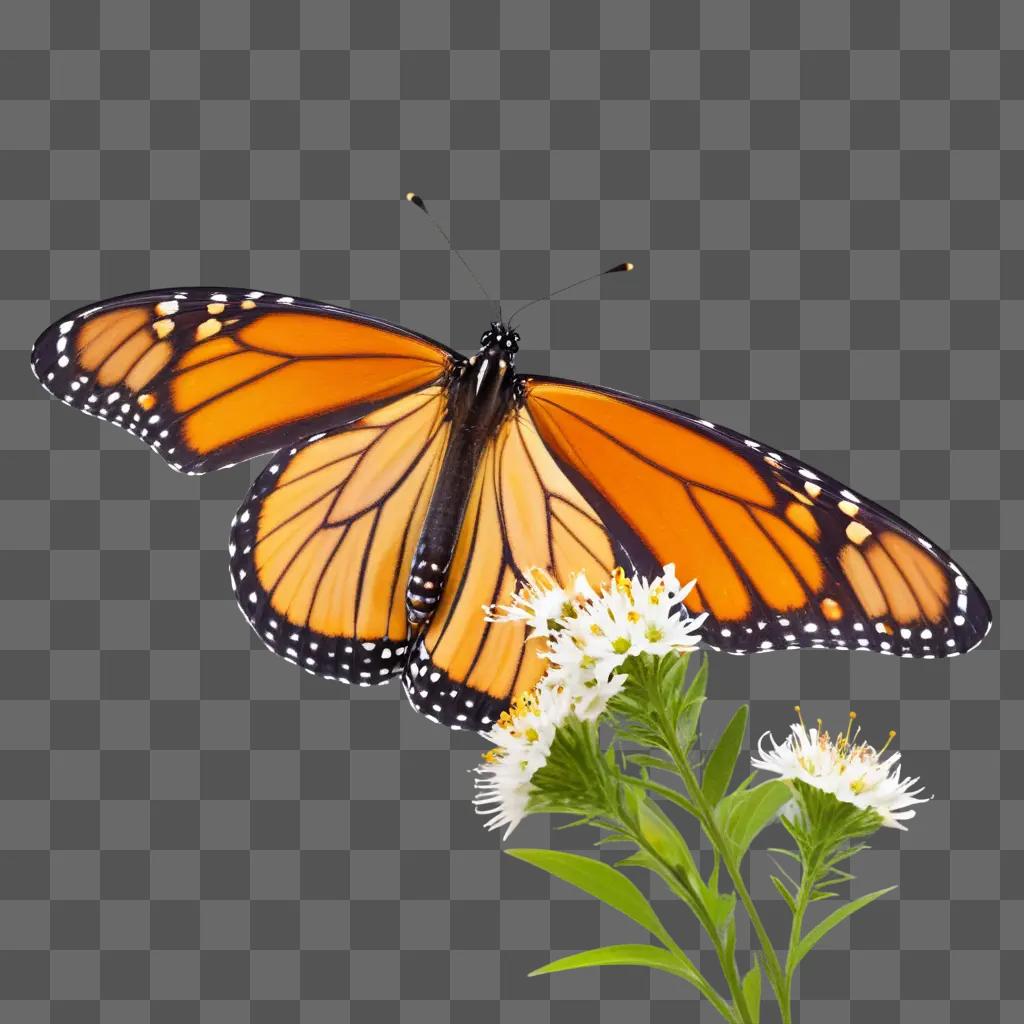 Monarch butterfly sits on a flower
