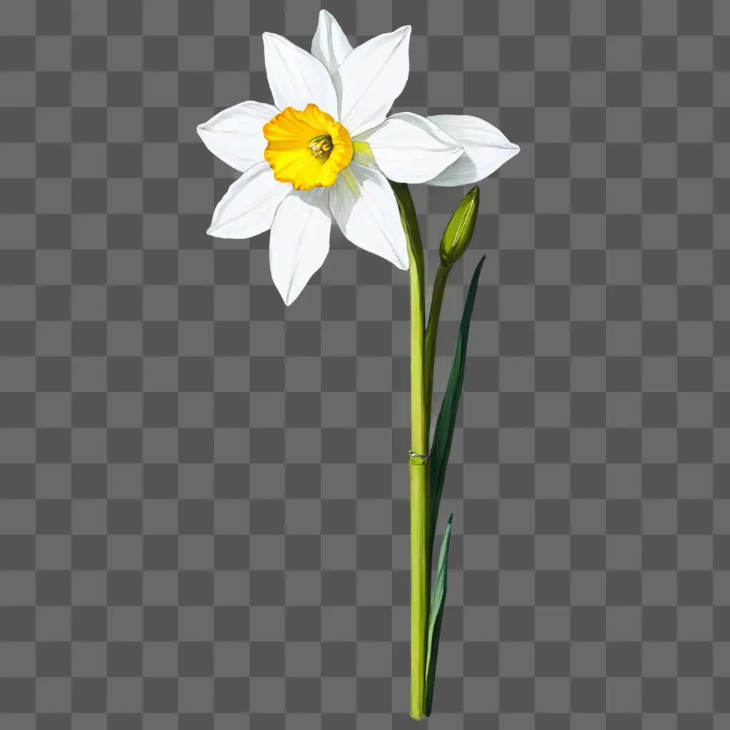 Narcissus Flower with a long green stem