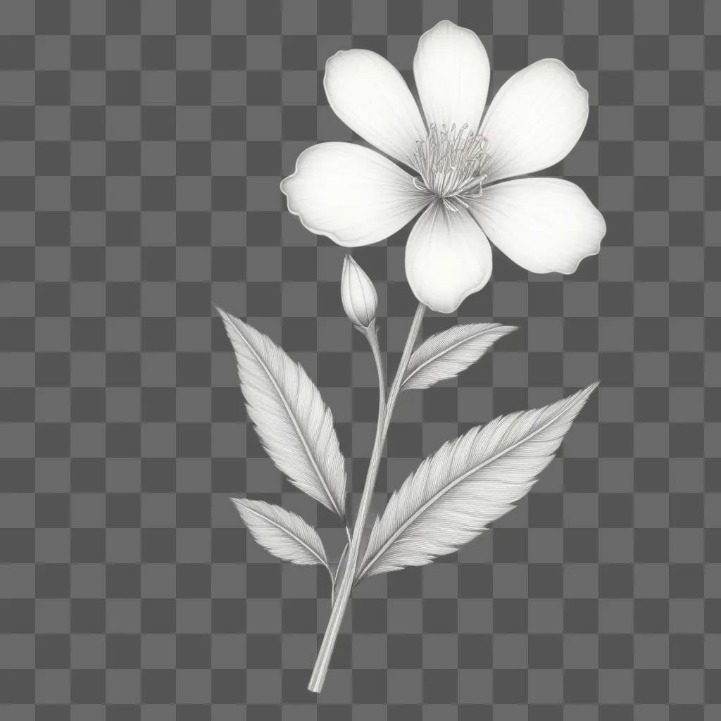 Pencil drawing of a white flower with green leaves